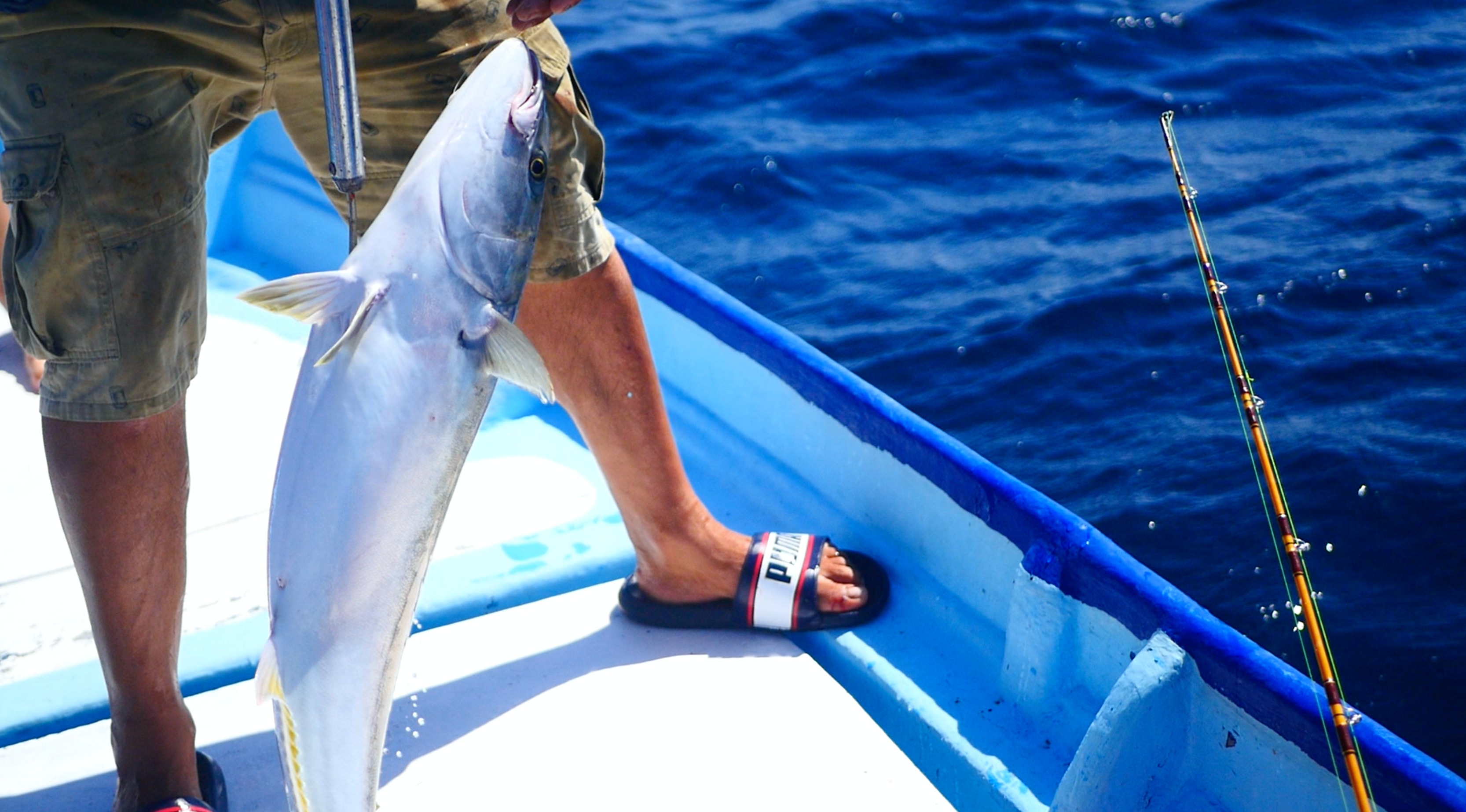 A yellowtail fish caught by a fisherman.