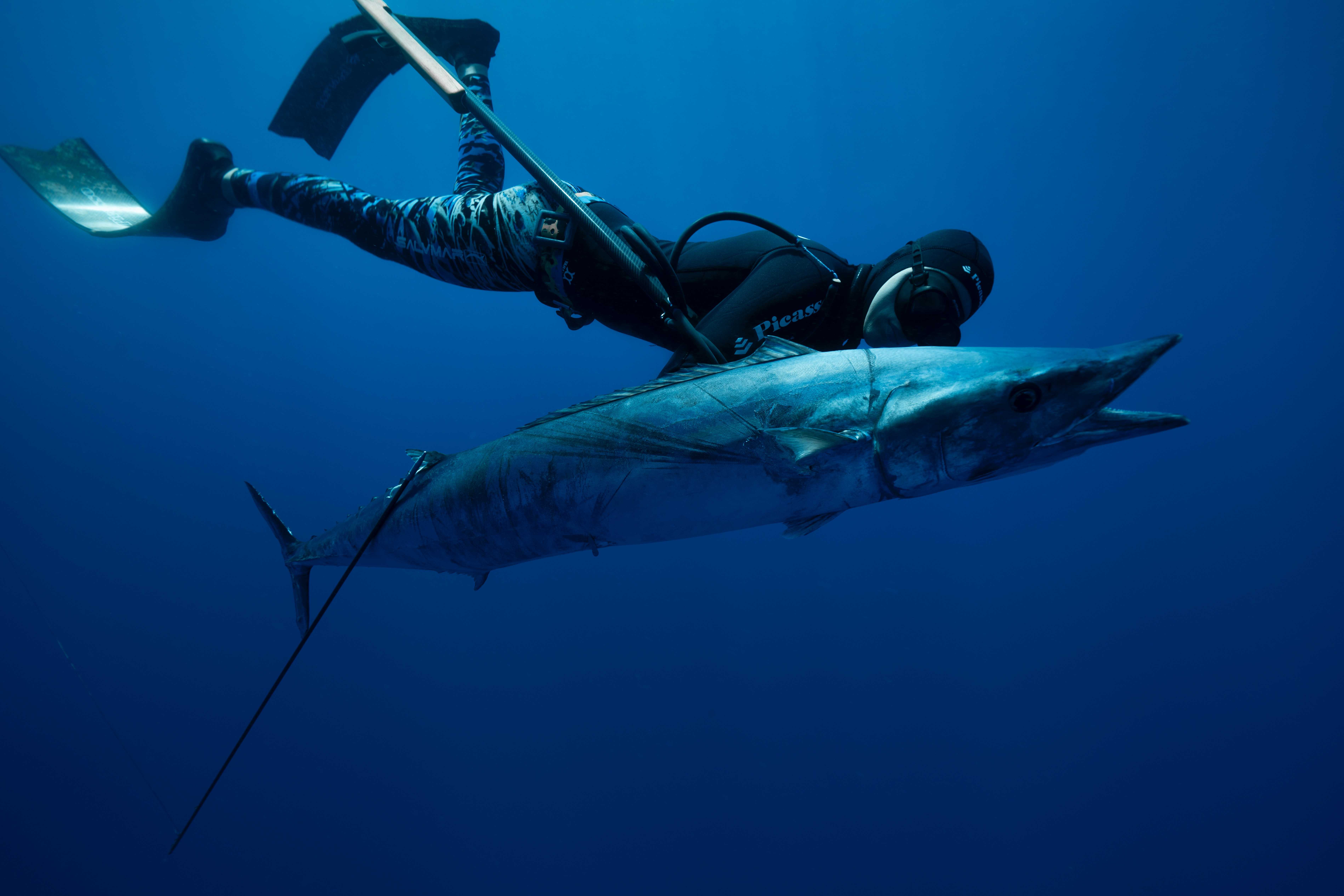 Warm water results in fantastic run of blue marlin - Fishing World Australia