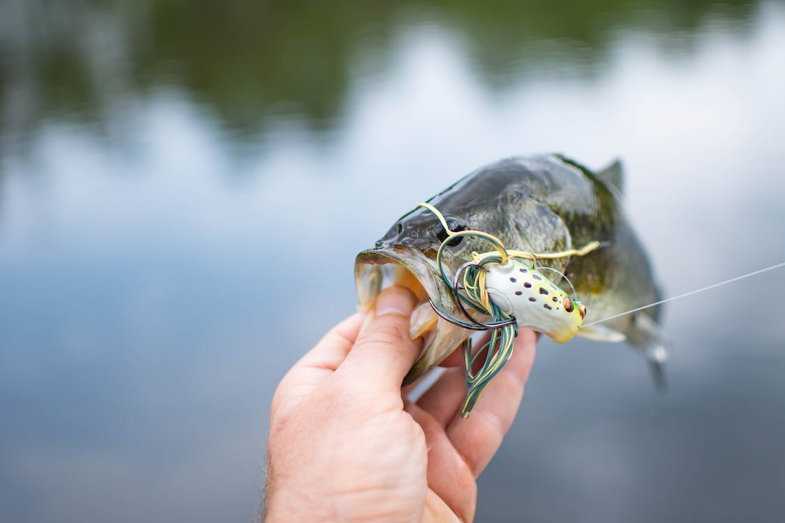 A hand holding a caught fish.