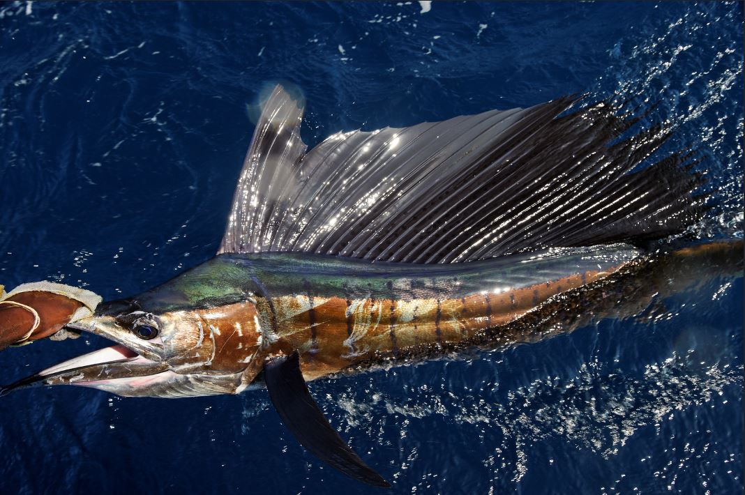 Sailfish caught by an angler.