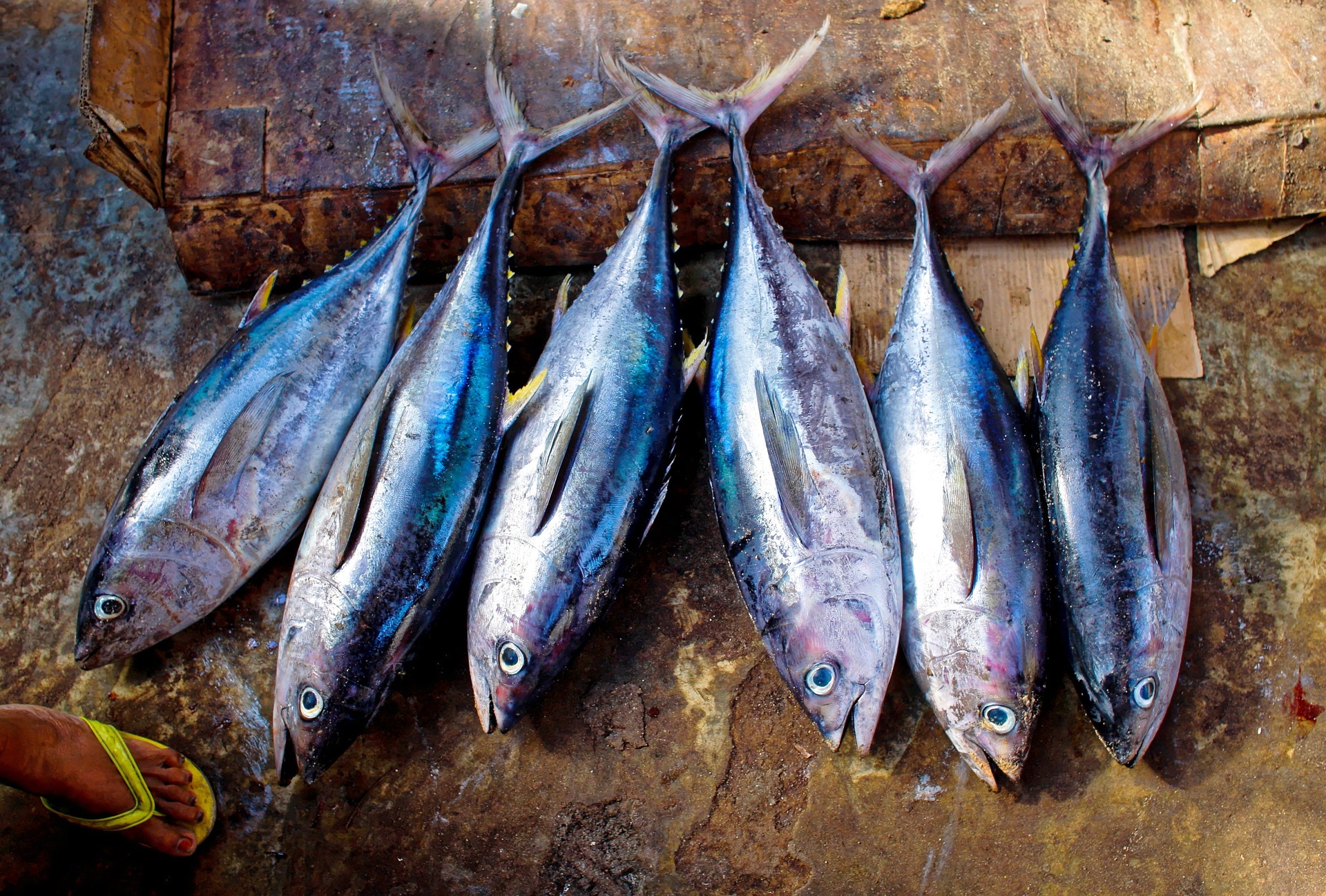 A full body shot of tuna caught by fishermen.