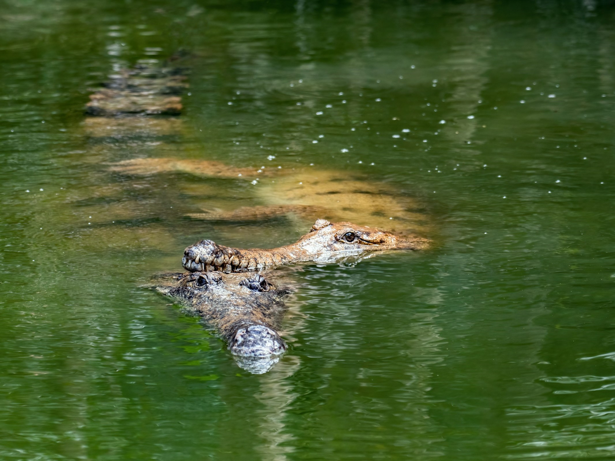 crocs in brackish water