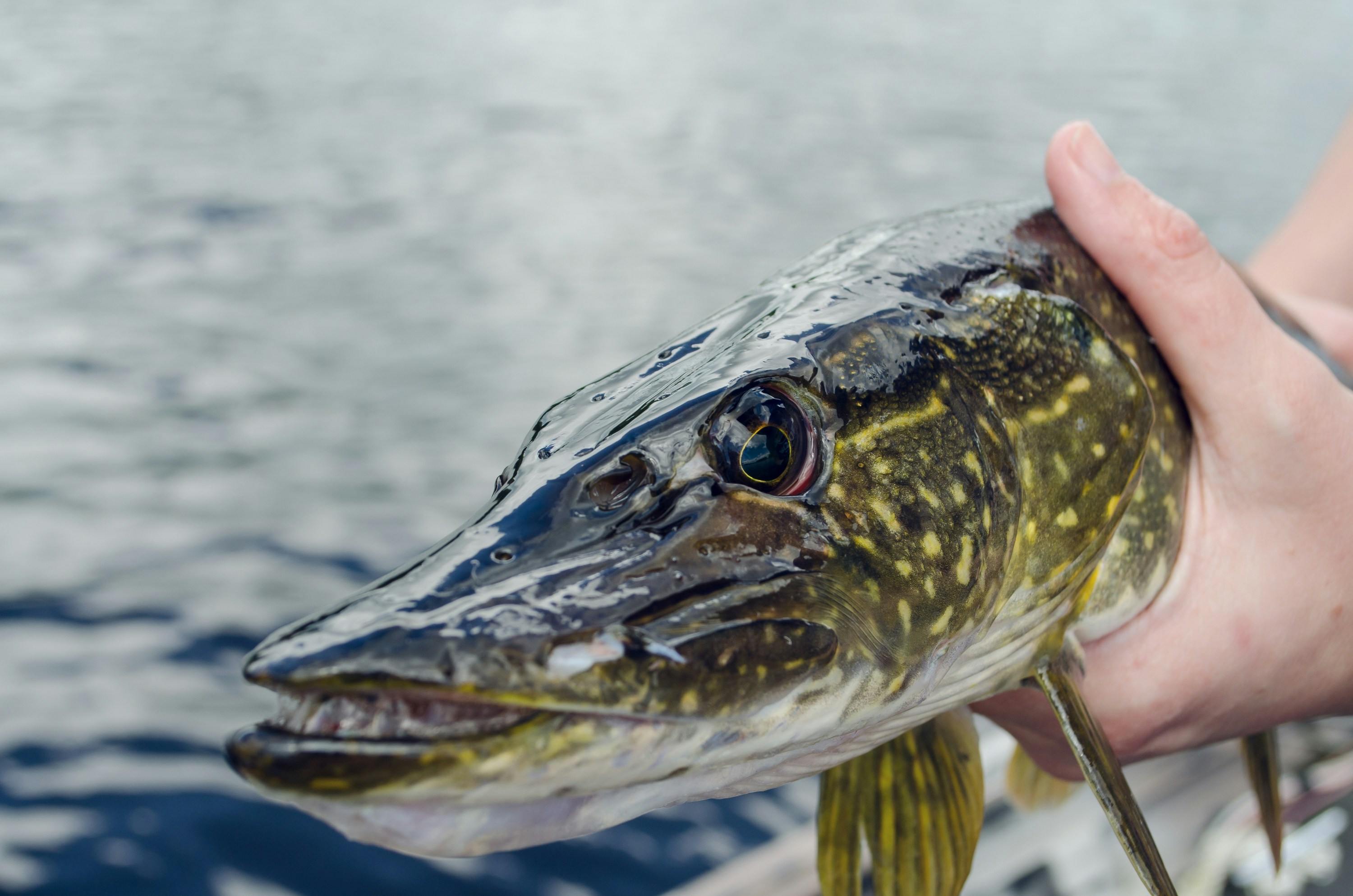 A picture of a fish held by a person.