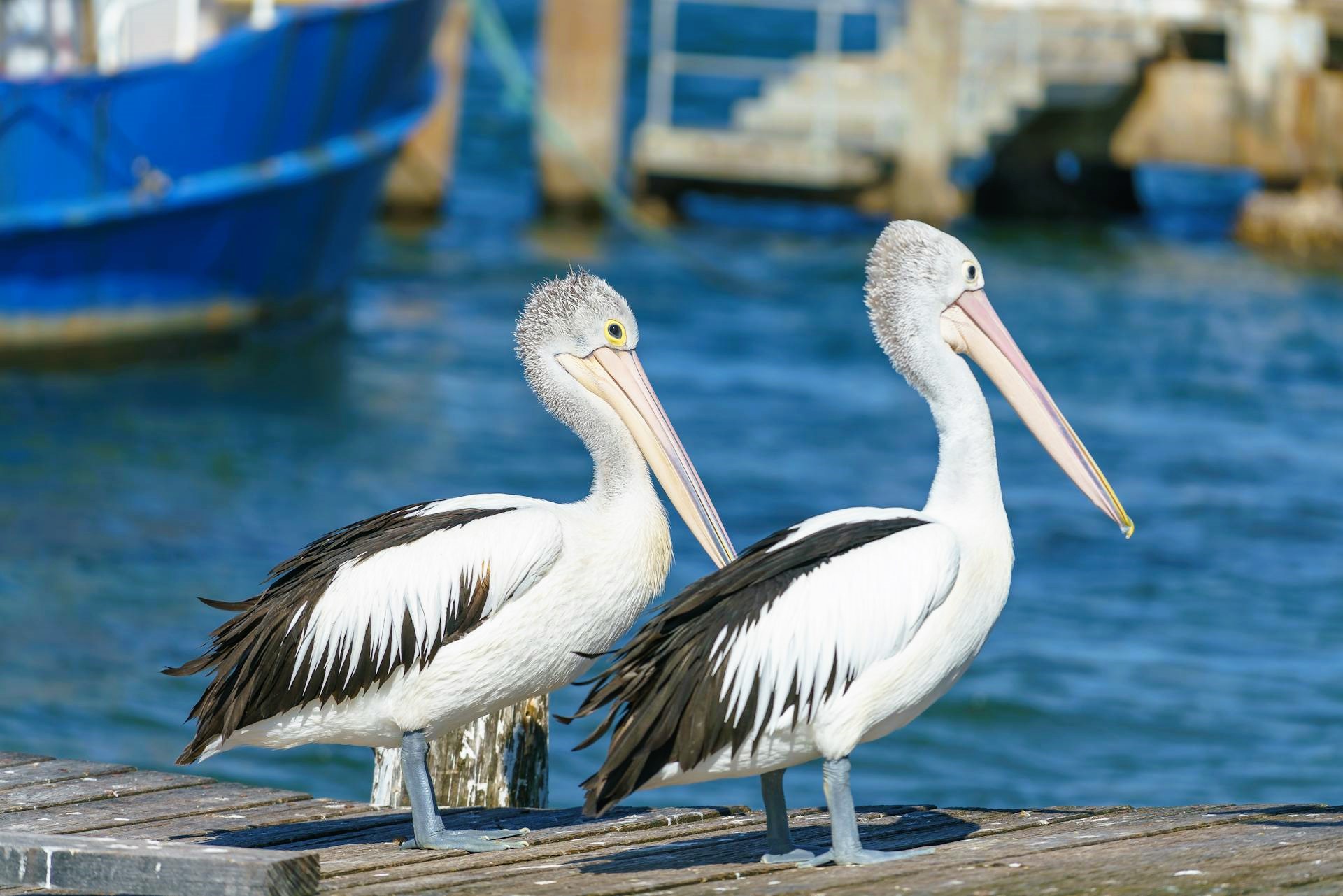 two australian pelicans on a pier