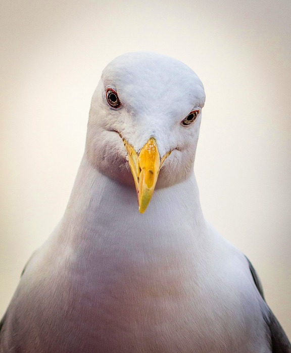 cute seagull looking into the barrel of the camera