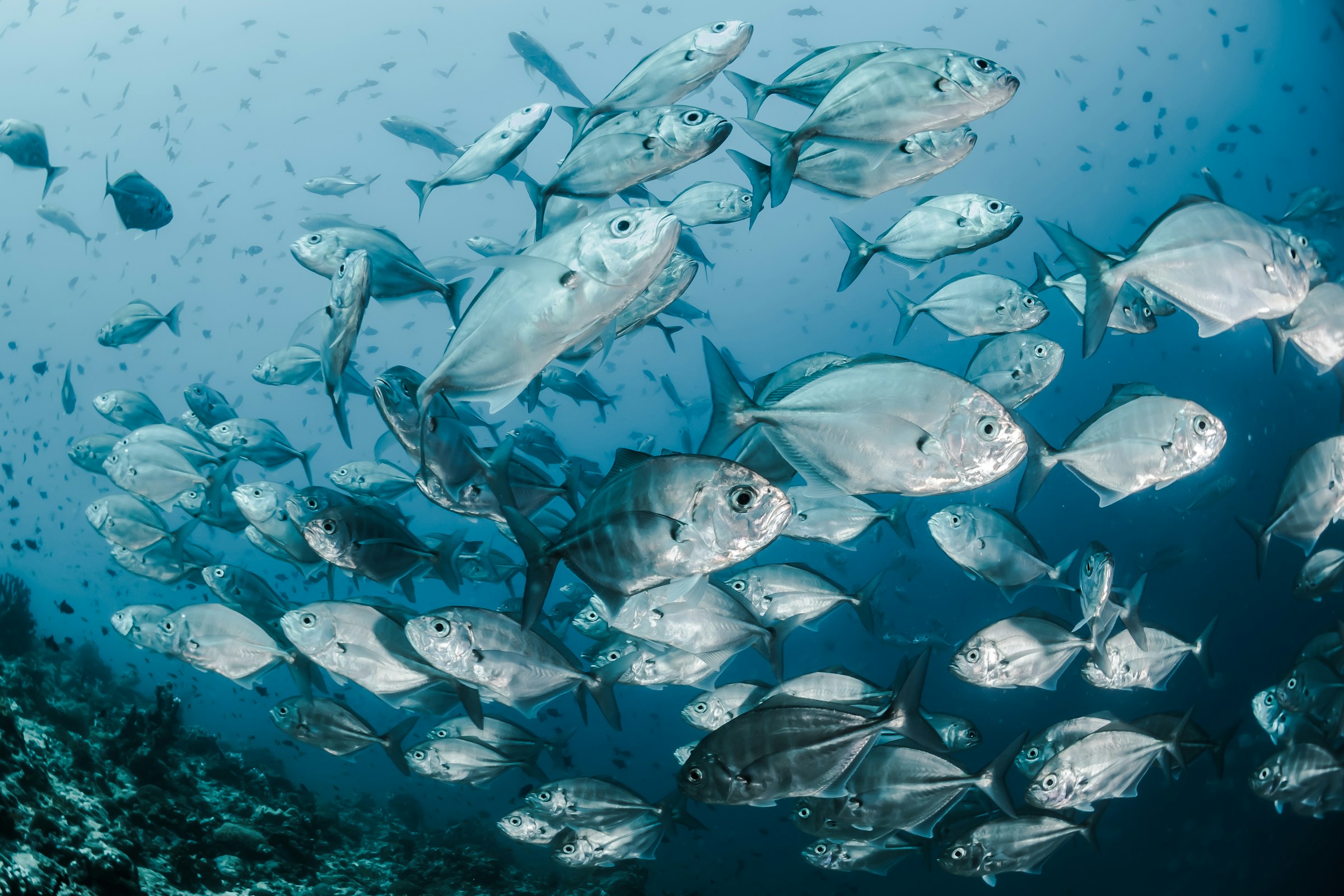 School of fish swimming underwater.