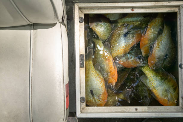 A boat's livewell full of fish.