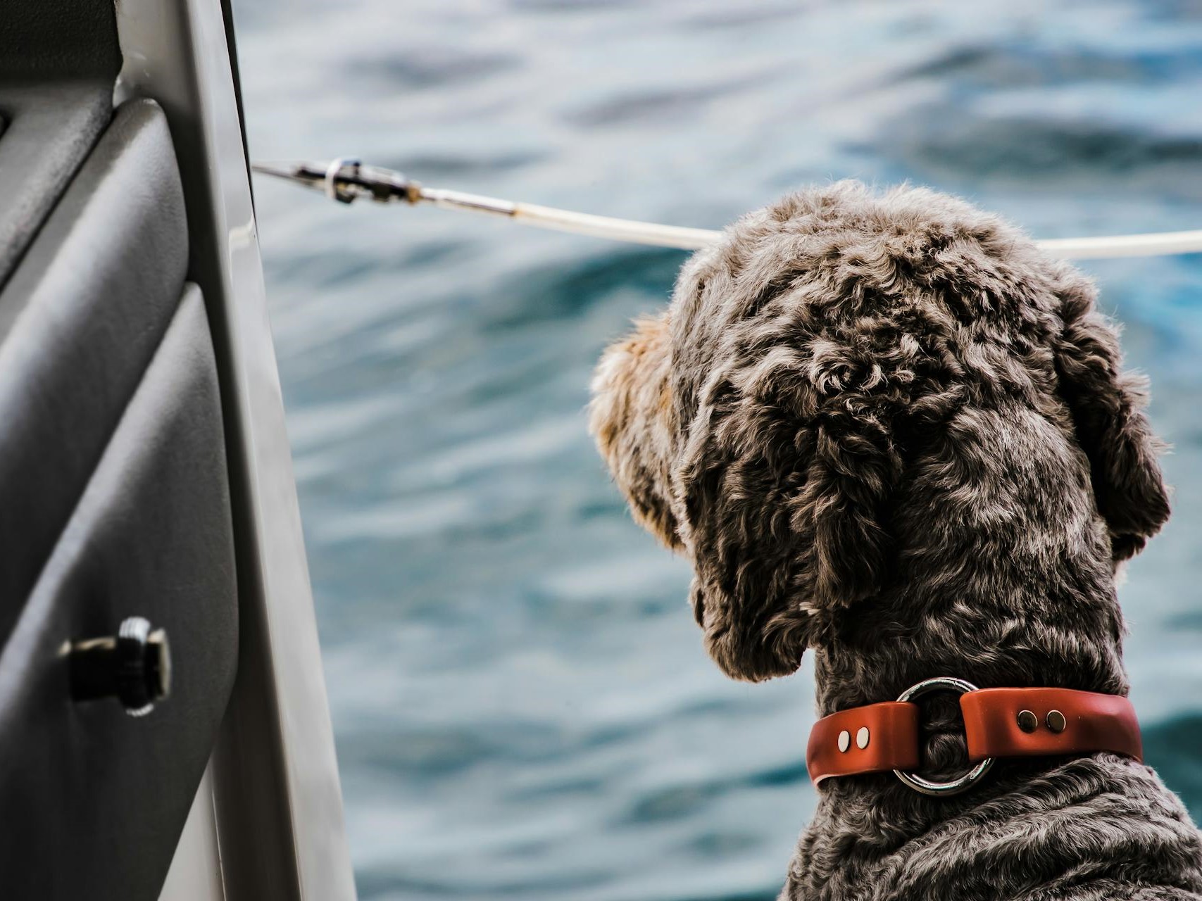 dog on a boat
