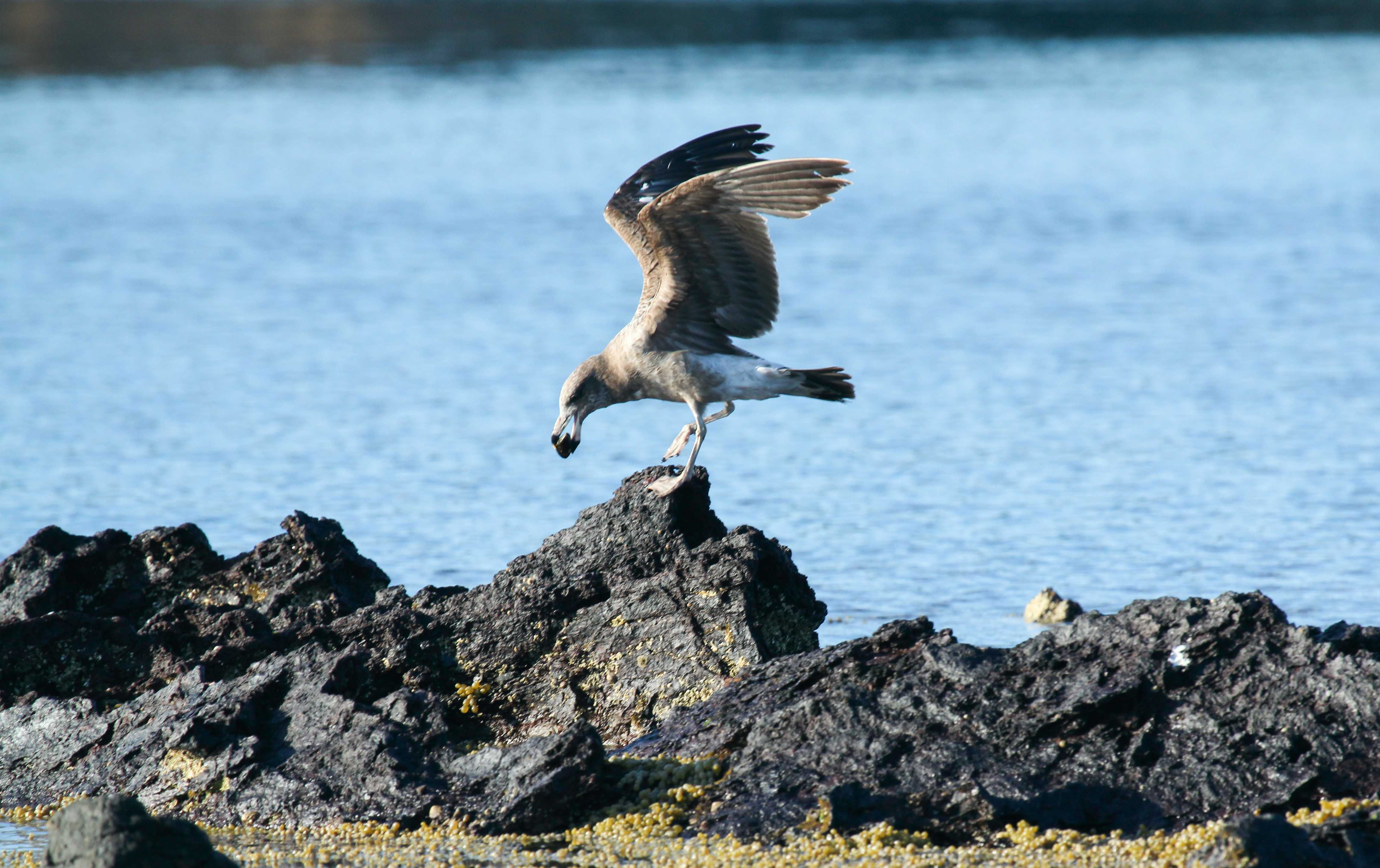 A bird perched on a rock on a shore.