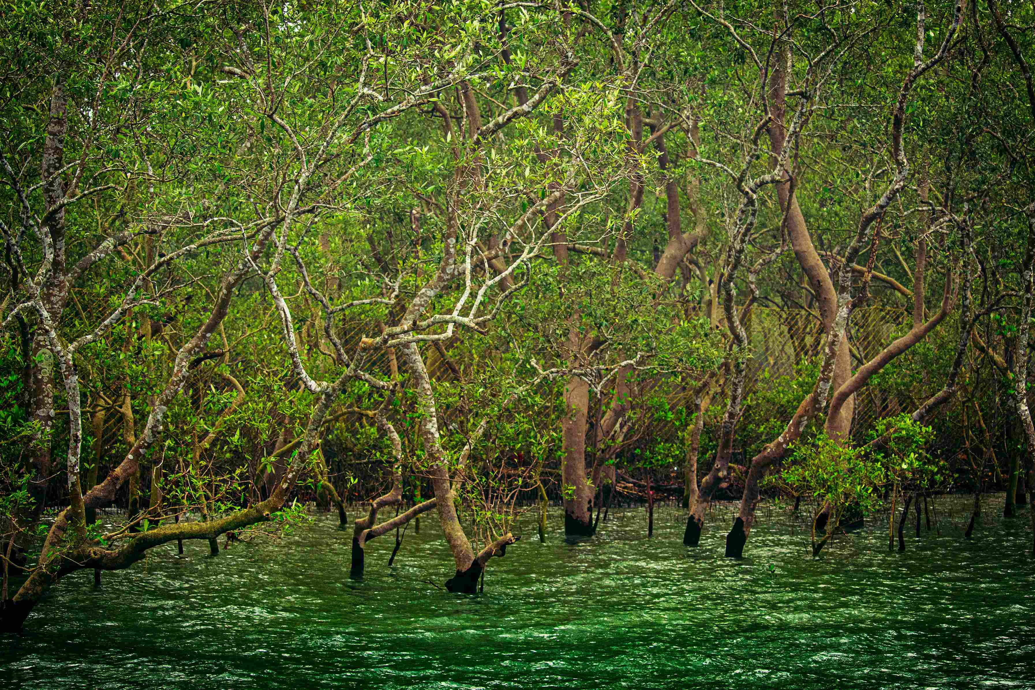 A wide angle shot of mangrove trees in a swamp.