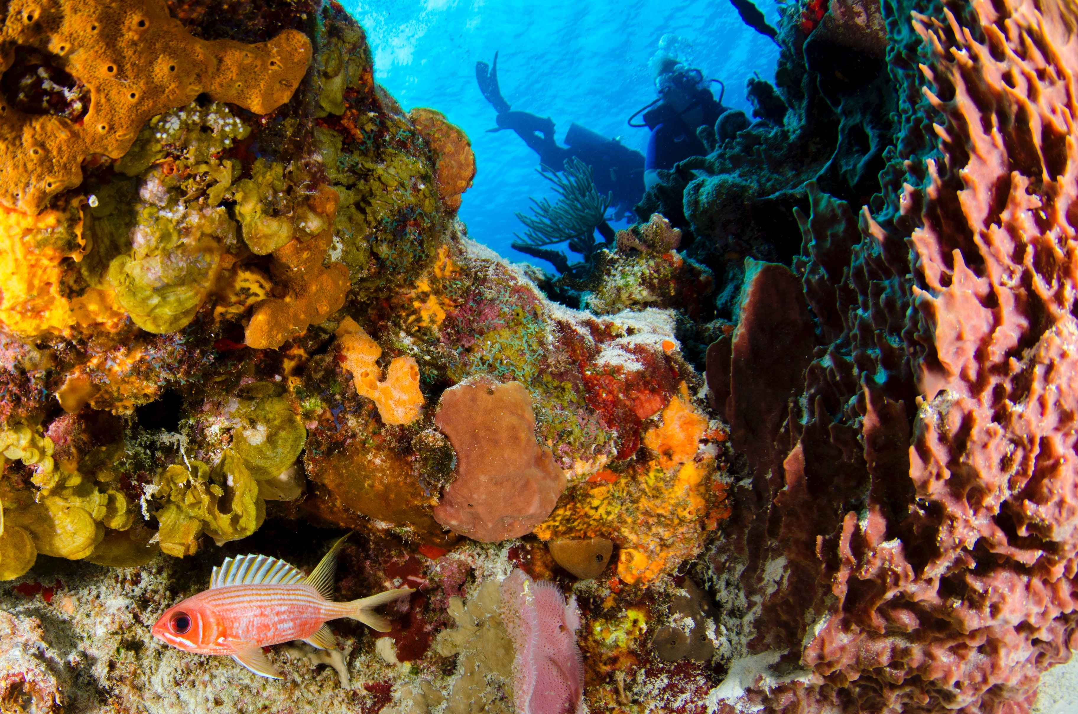 A coral reef with marine animals.