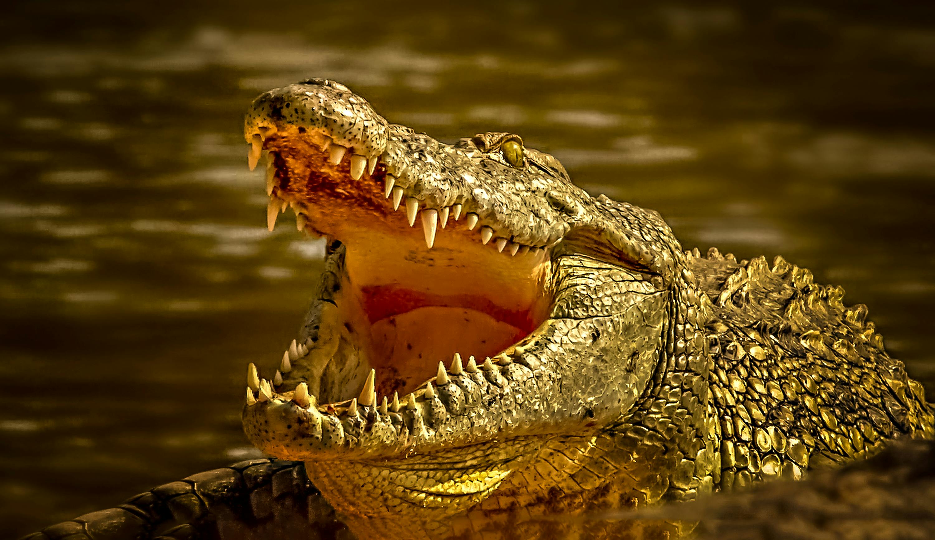 A crocodile submerged partly in the water with its mouth wide open.