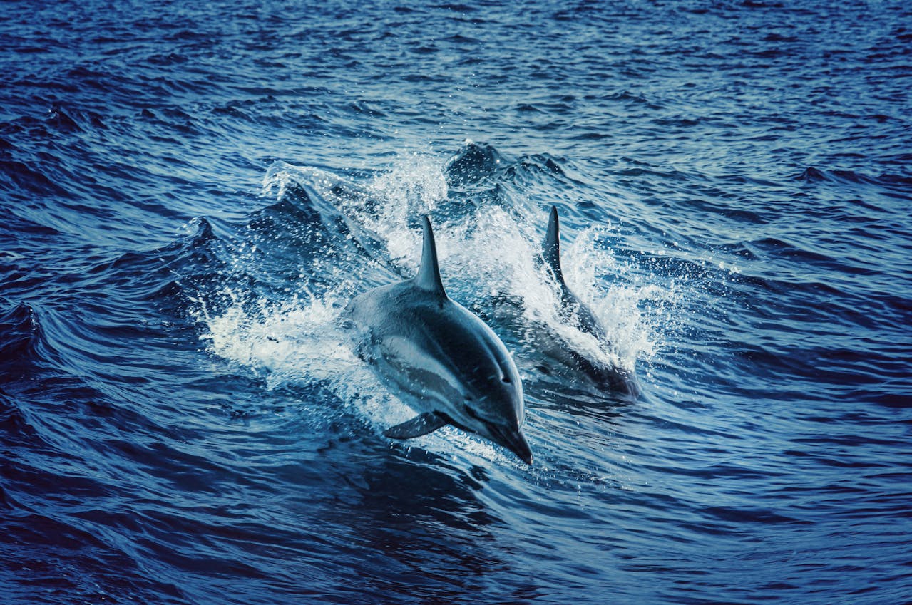 dolphins jumping out of water