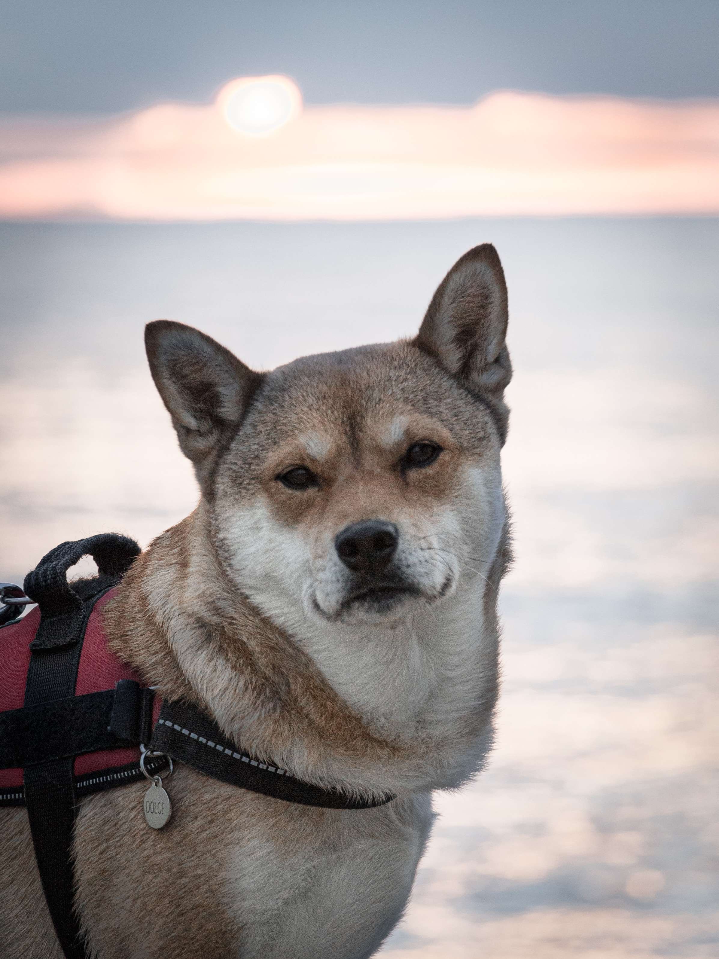 Dog wearing a life vest