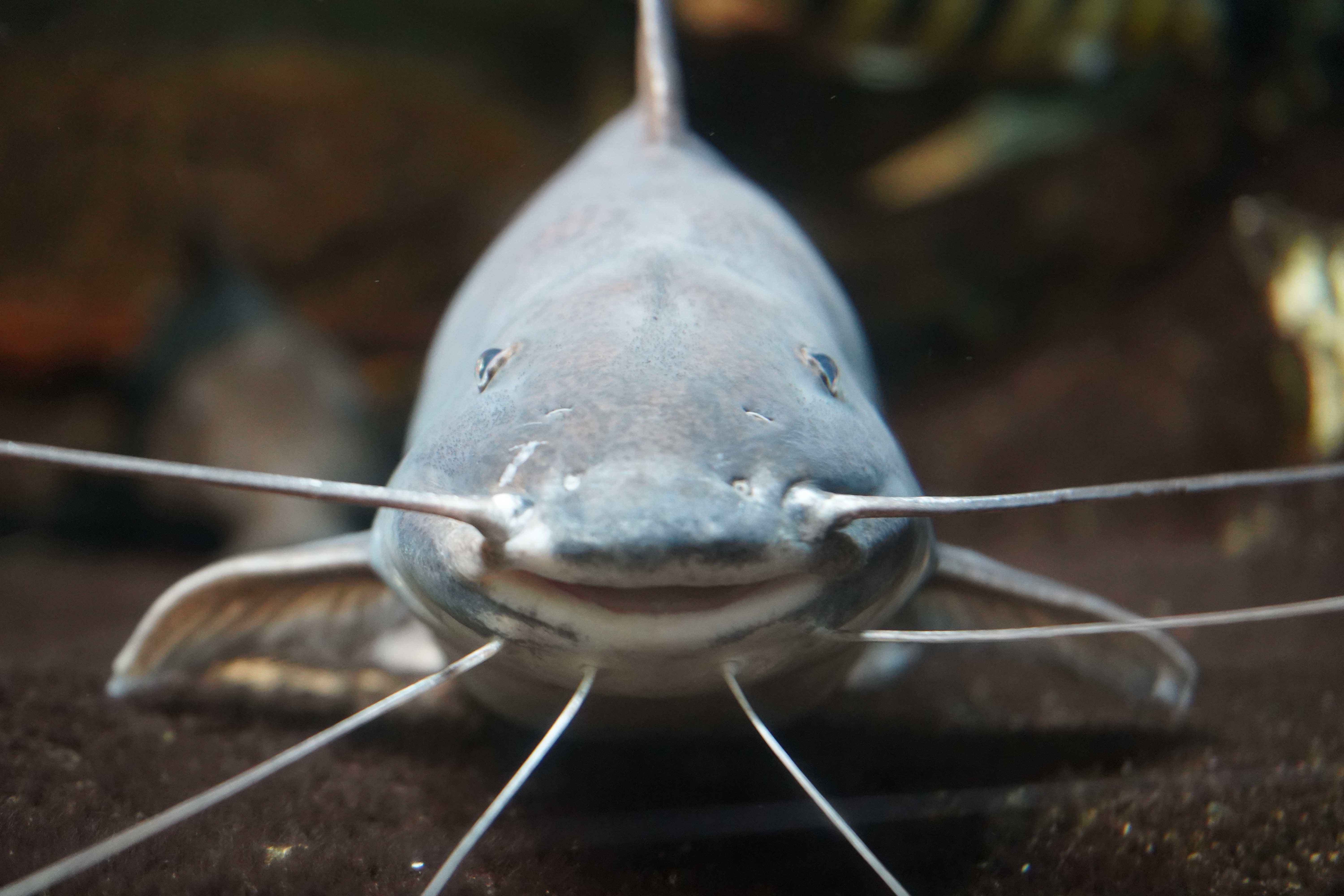 A close up of a catfish.